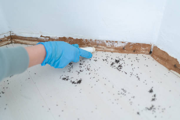 Best Best Pest Control Companies  in Maricopa, AZ